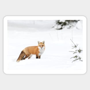 Red Fox - Algonquin Park Sticker